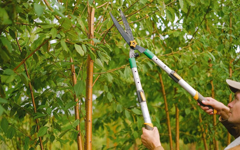 Tree trimming in Pawnee City, NE